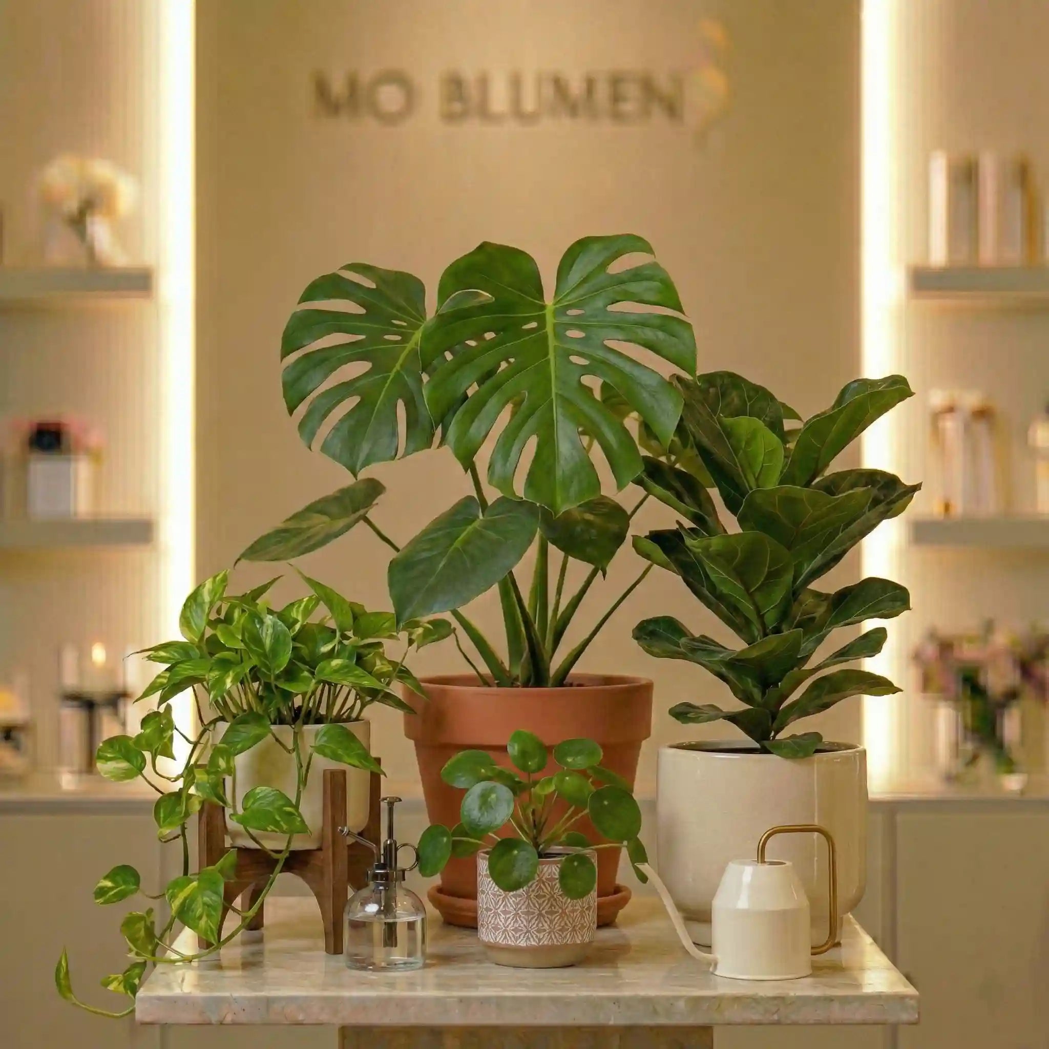 Zimmerpflanzen Wien – Pflegeleichte Grünpflanzen & Dekoideen: Elegante Palme im Topf für Haus- oder Bürodeko.